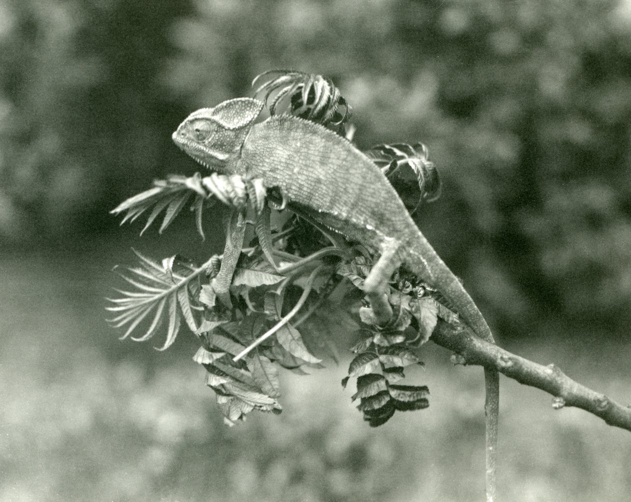 En sløret eller jemensk kameleon i enden av en løvgren i London Zoo, juni 1924 av Frederick William Bond