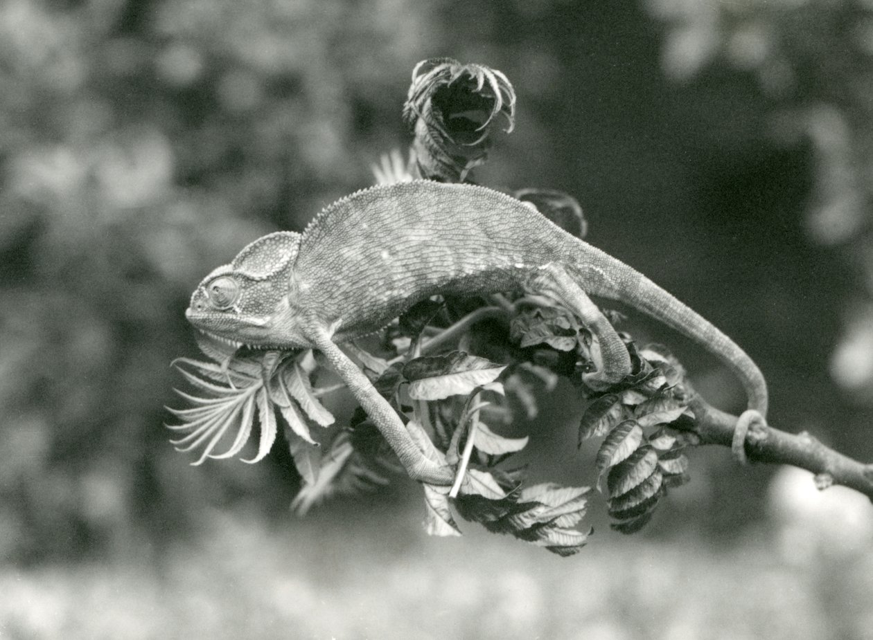 En sløret eller jemensk kameleon holder på enden av en løvrik gren med sin gripende hale, London Zoo, juni 1924 av Frederick William Bond