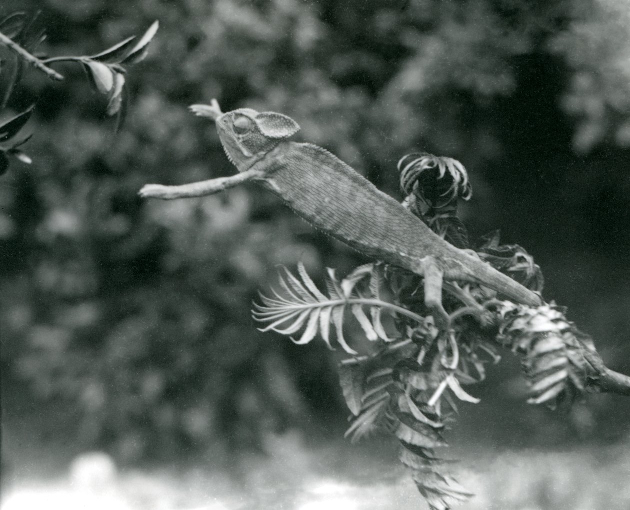 En sløret eller jemensk kameleon står på en løvrik gren og strekker seg mot en annen, London Zoo, juni 1924 av Frederick William Bond