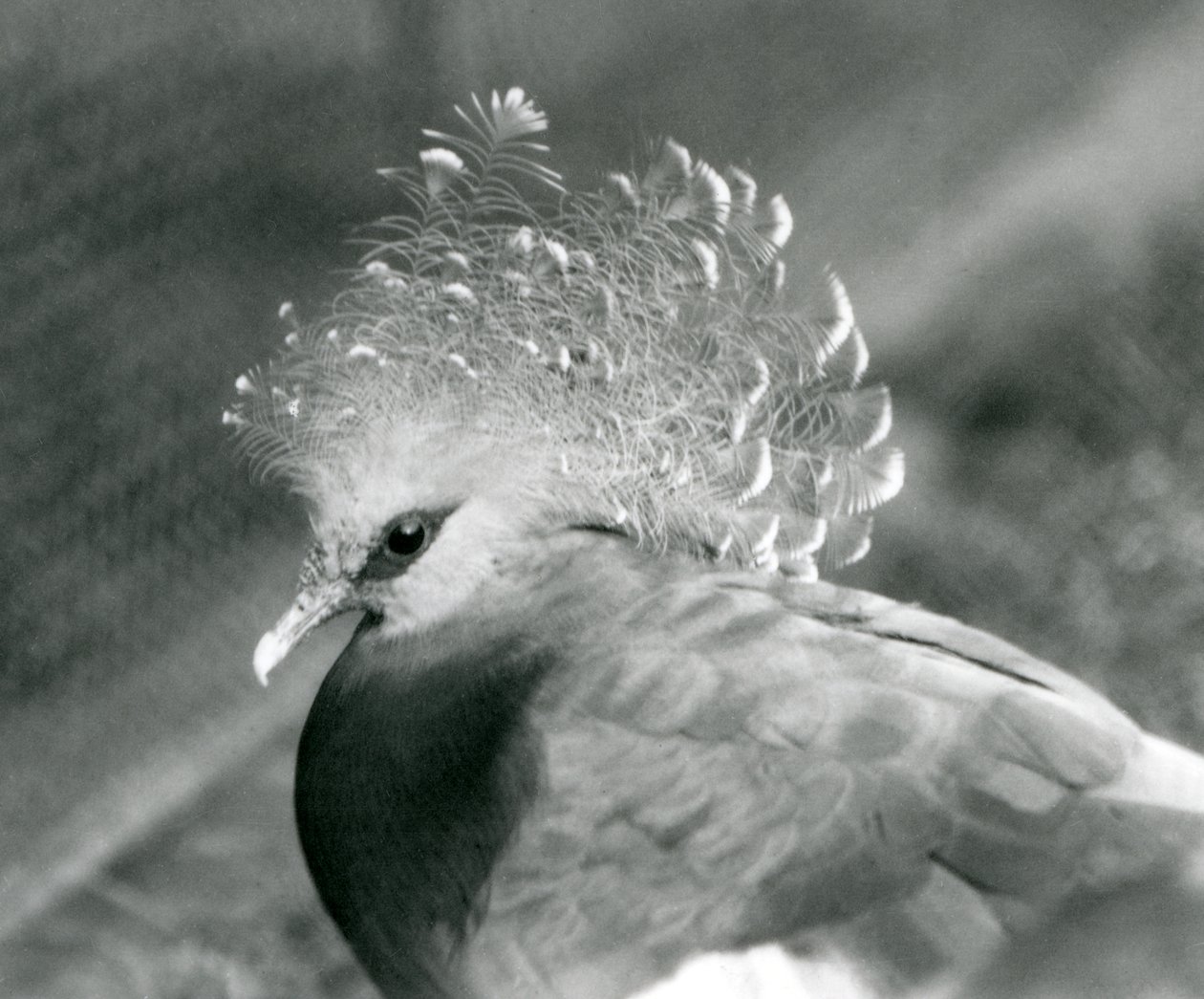 En Victoria Crowned Pigeon i London Zoo i september 1927 av Frederick William Bond