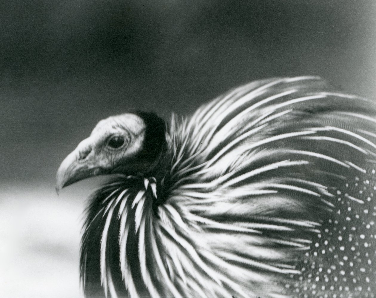 En gribbeperlefugl i London Zoo i 1927 av Frederick William Bond