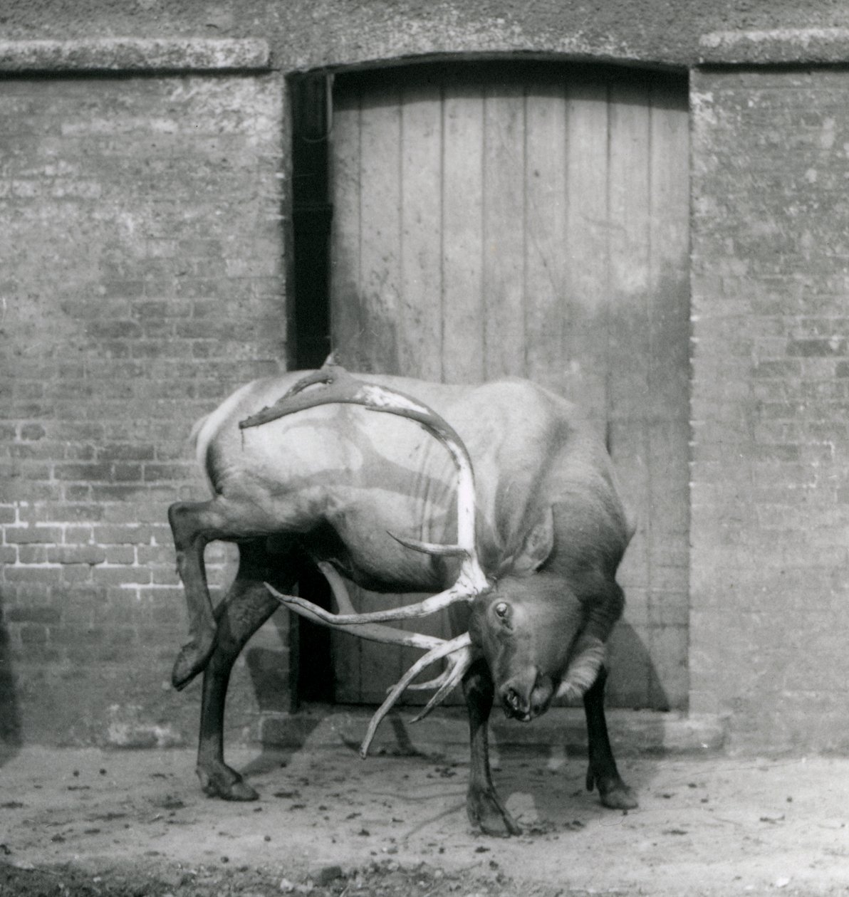 En WapitiElk-hjort som sto i innhegningen hans i London Zoo i september 1927 av Frederick William Bond