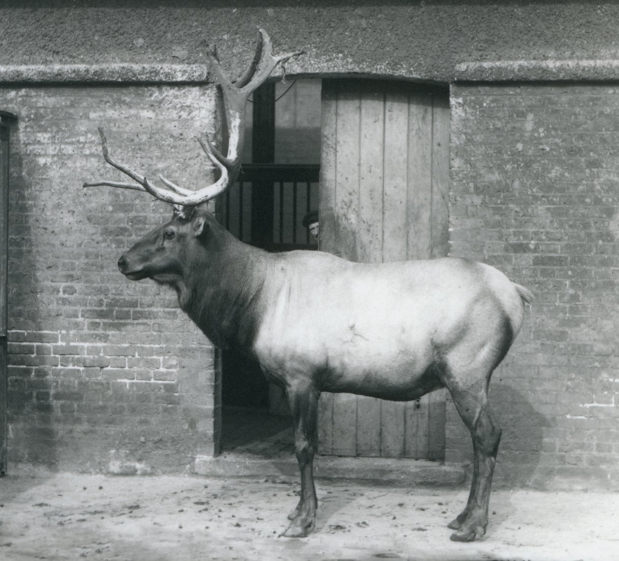 En WapitiElk-hjort som sto i innhegningen hans i London Zoo i september 1927 av Frederick William Bond