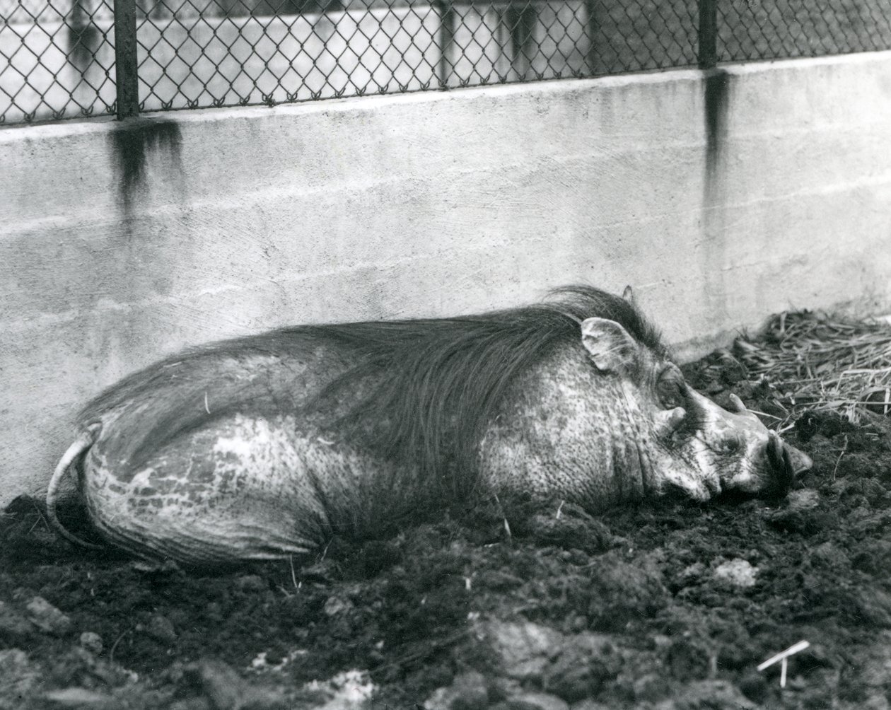 Et vortesvin som sover i gjørme, London Zoo, juli 1927 (s/hvitt-bilde) av Frederick William Bond