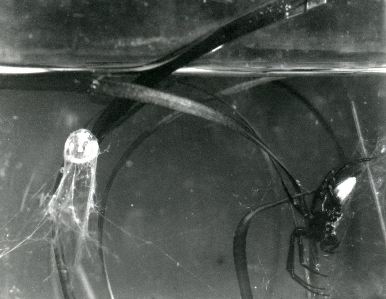 A Water Spider og dens luftklokke under vann, London Zoo, oktober 1925 av Frederick William Bond
