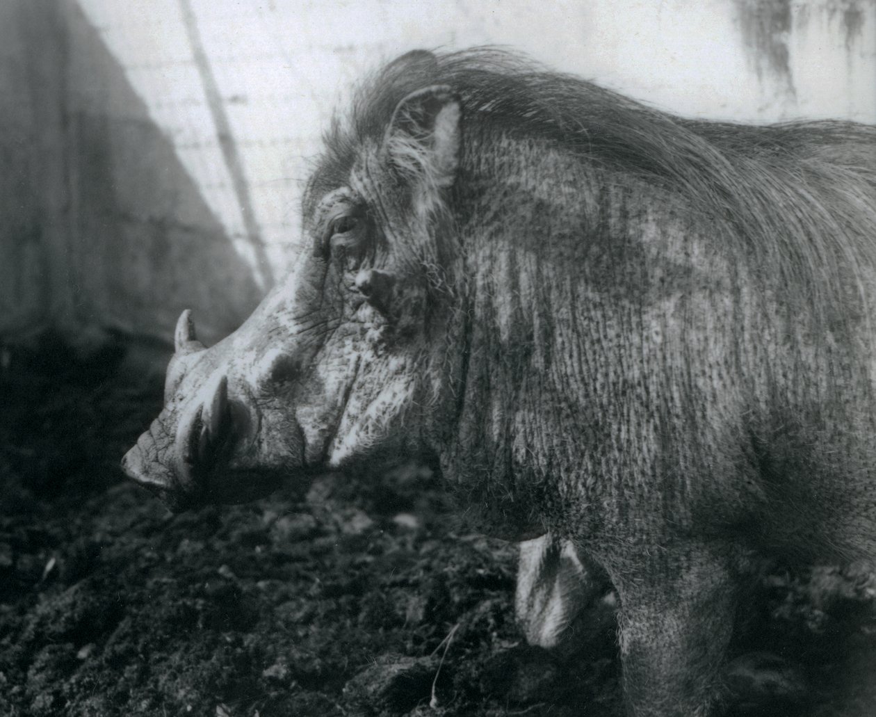 Et vortesvin som står i gjørme, London Zoo, 1927 av Frederick William Bond