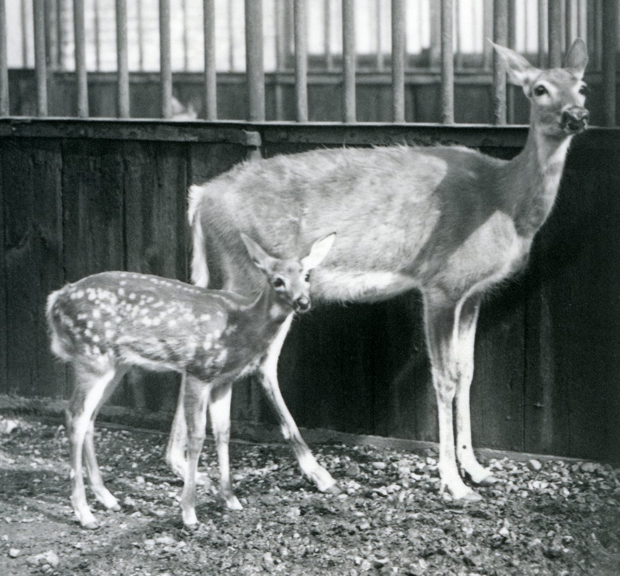 En hvithale-virginian hjort med sin fawn i London Zoo i august 1927 av Frederick William Bond