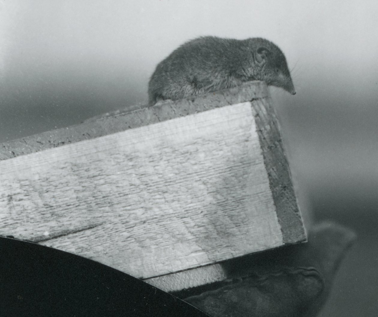 En hvittannet spissmus ser ned over kanten av en trekasse, holdt av en hanskebeskyttet hånd, London Zoo, april 1917 av Frederick William Bond