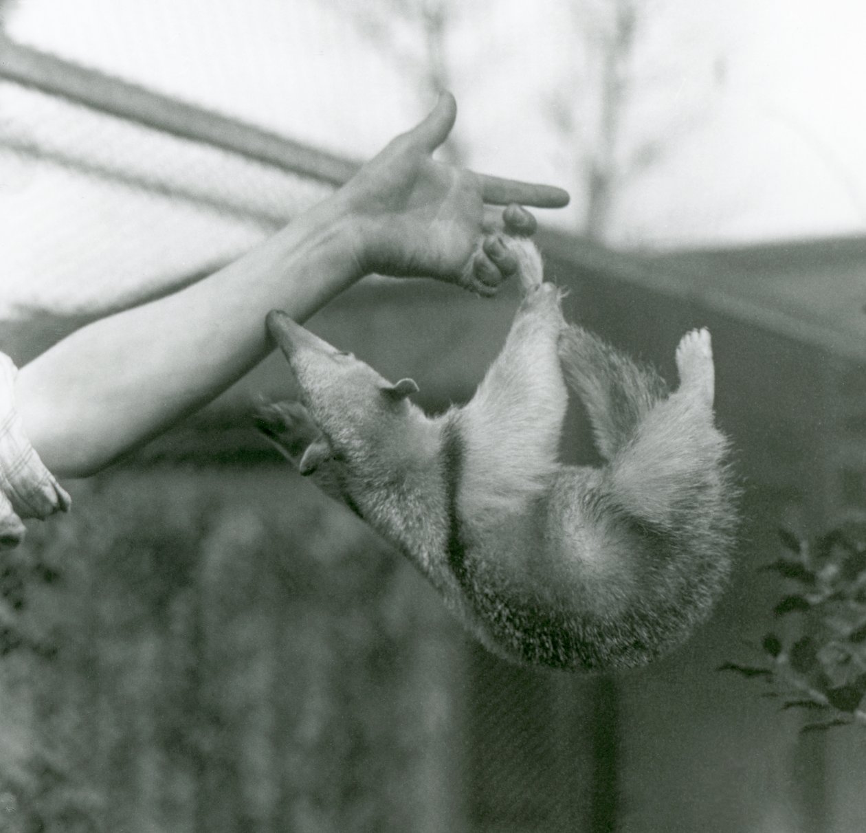 En Tamandua med ung krage som henger på keeperfingrene med sin gripende hale mens den strekker seg for å holde på keeperarmen, London Zoo, april 1925 av Frederick William Bond