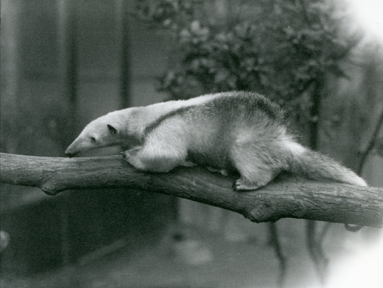 En Tamandua med ung halsbånd som går langs en gren i London Zoo, 24. april 1925 av Frederick William Bond