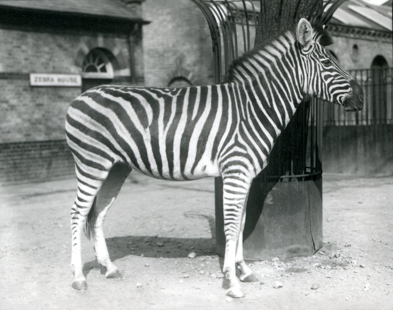 En sebra står i paddocken utenfor Zebra House i London Zoo i 1925 av Frederick William Bond