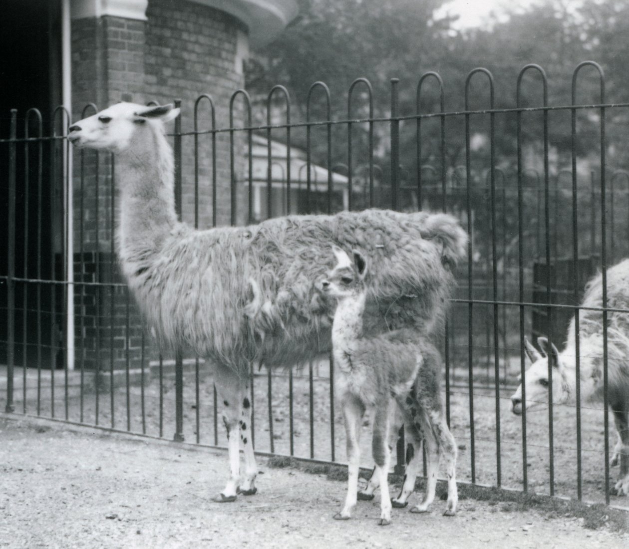 En baby lama eller cria med sin mor i London Zoo, 1926 av Frederick William Bond