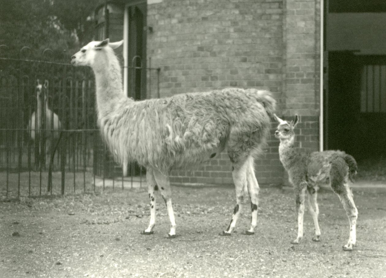 En baby lama eller cria med moren i London Zoo, 1927 av Frederick William Bond