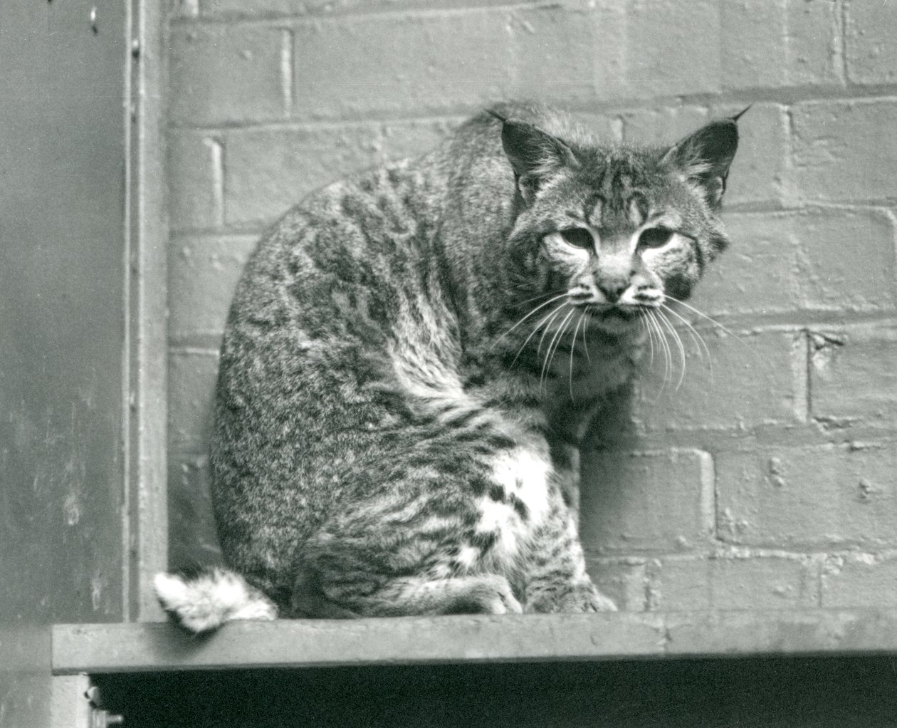 En bukt gaupebobcat ser ned fra en avsats, som den sitter på, i innhegningen, London Zoo, mars 1925 av Frederick William Bond