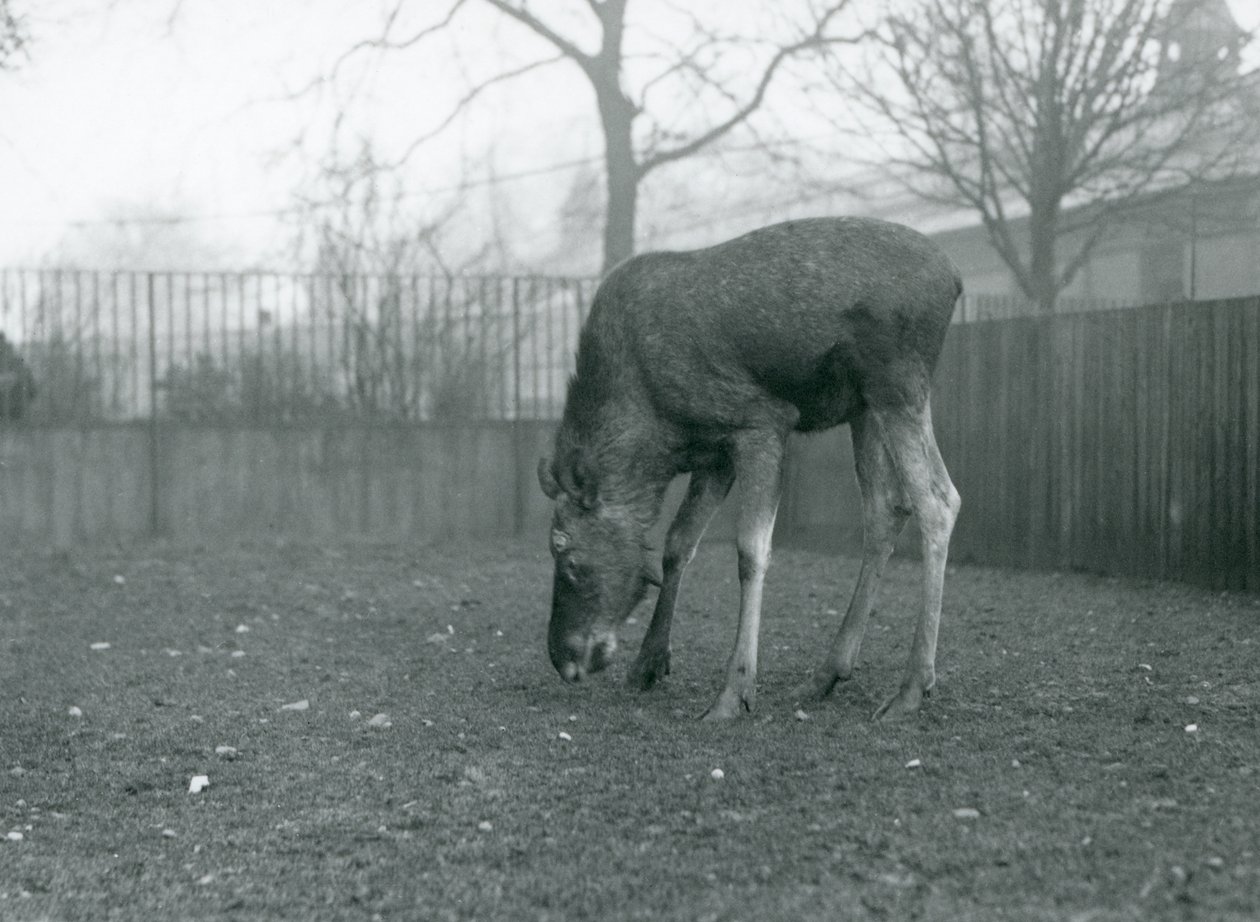 En okse Elg/Elg står i paddocken hans og strekker seg ned mot gresset, London Zoo, januar 1926 (s/hvitt-bilde) av Frederick William Bond