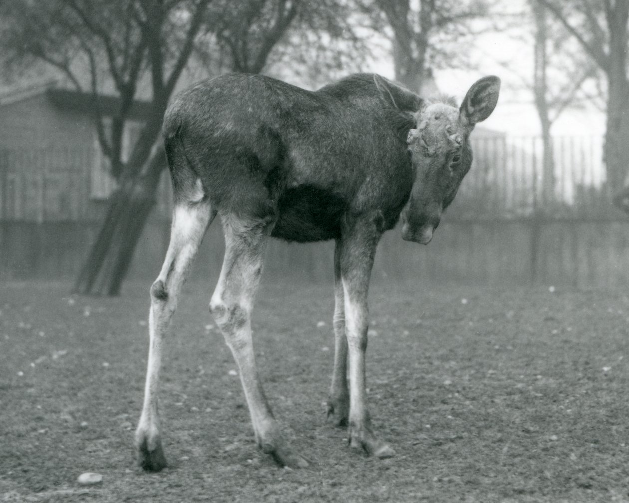 En okse ElkMoose, med sår av nylig utgytt gevir, stående i London Zoo, januar 1926 av Frederick William Bond