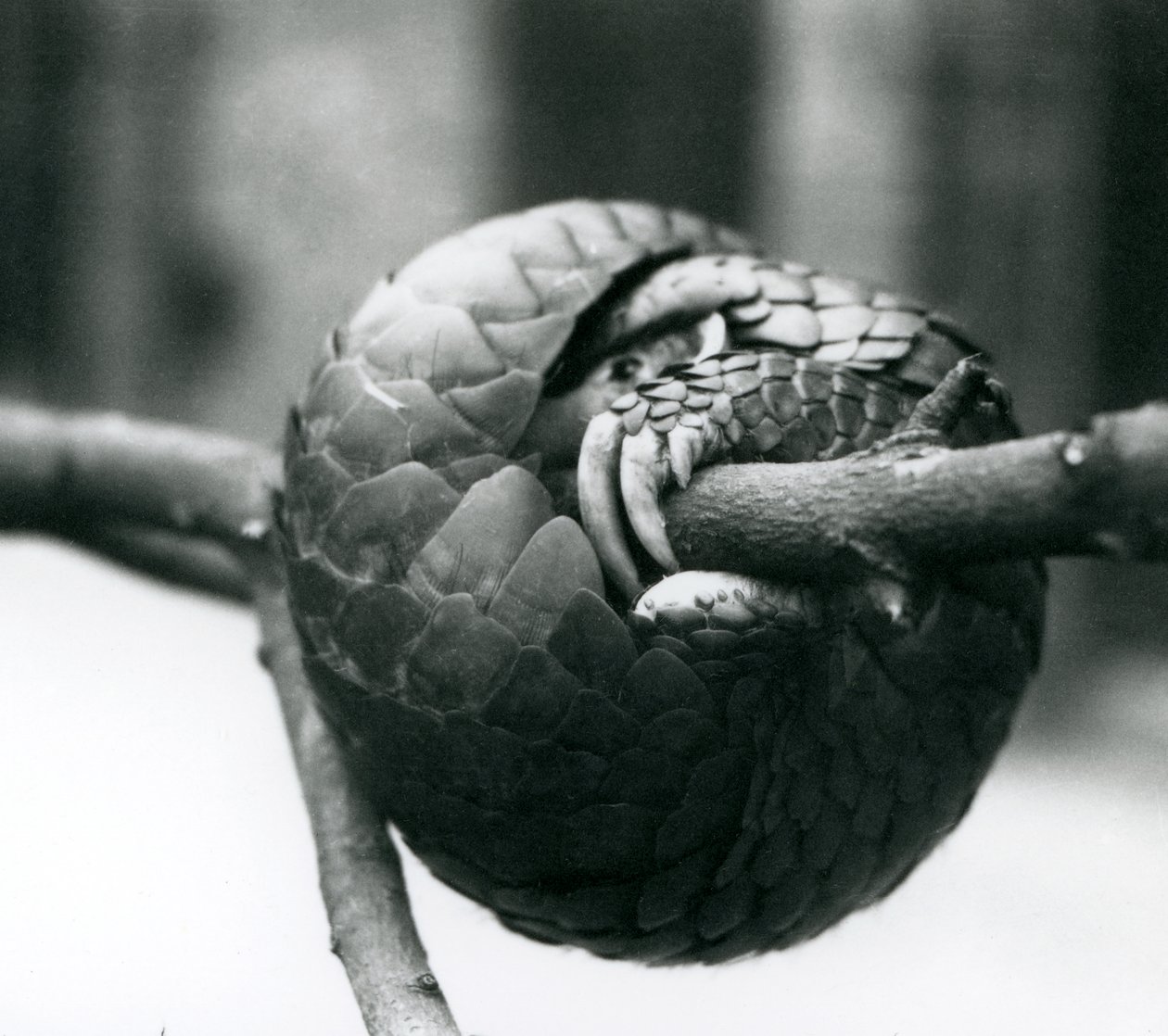 En kritisk truet kinesisk Pangolin hviler, krøllet rundt en horisontal gren, London Zoo, før 1930 av Frederick William Bond