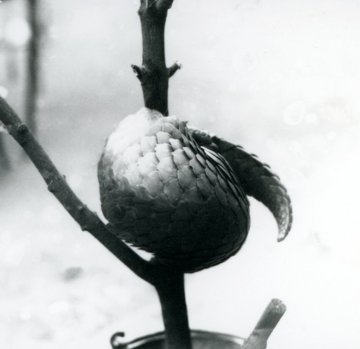 En kritisk truet kinesisk Pangolin hviler, krøllet rundt en vertikal gren, London Zoo, juli 1925 av Frederick William Bond
