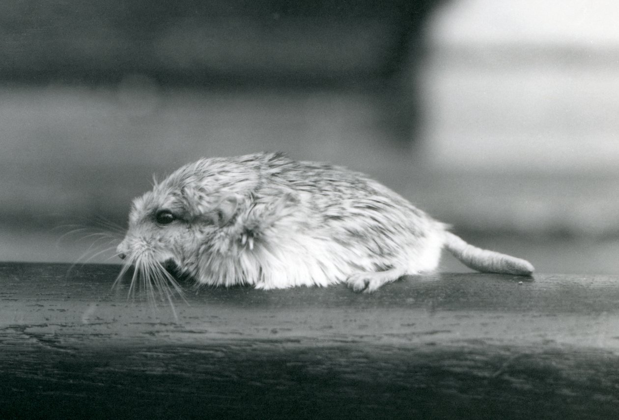 En fetthale / duprasi ørkenrotte, London Zoo, juli 1925 (s/hvitt-bilde) av Frederick William Bond