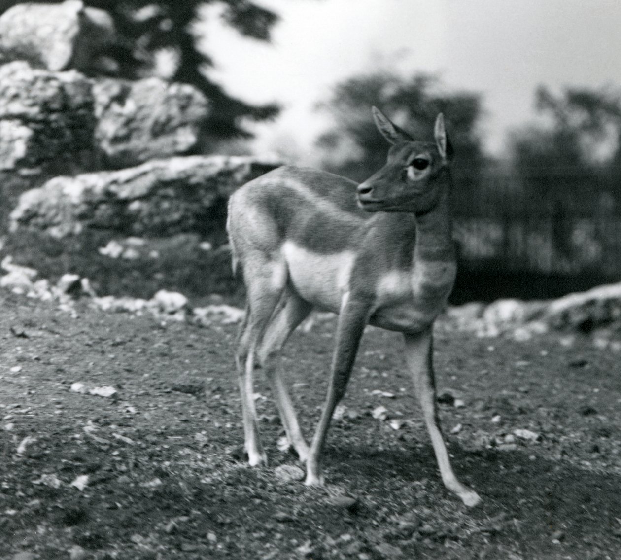 En kvinnelig svartbukk i London Zoo i 1924 av Frederick William Bond