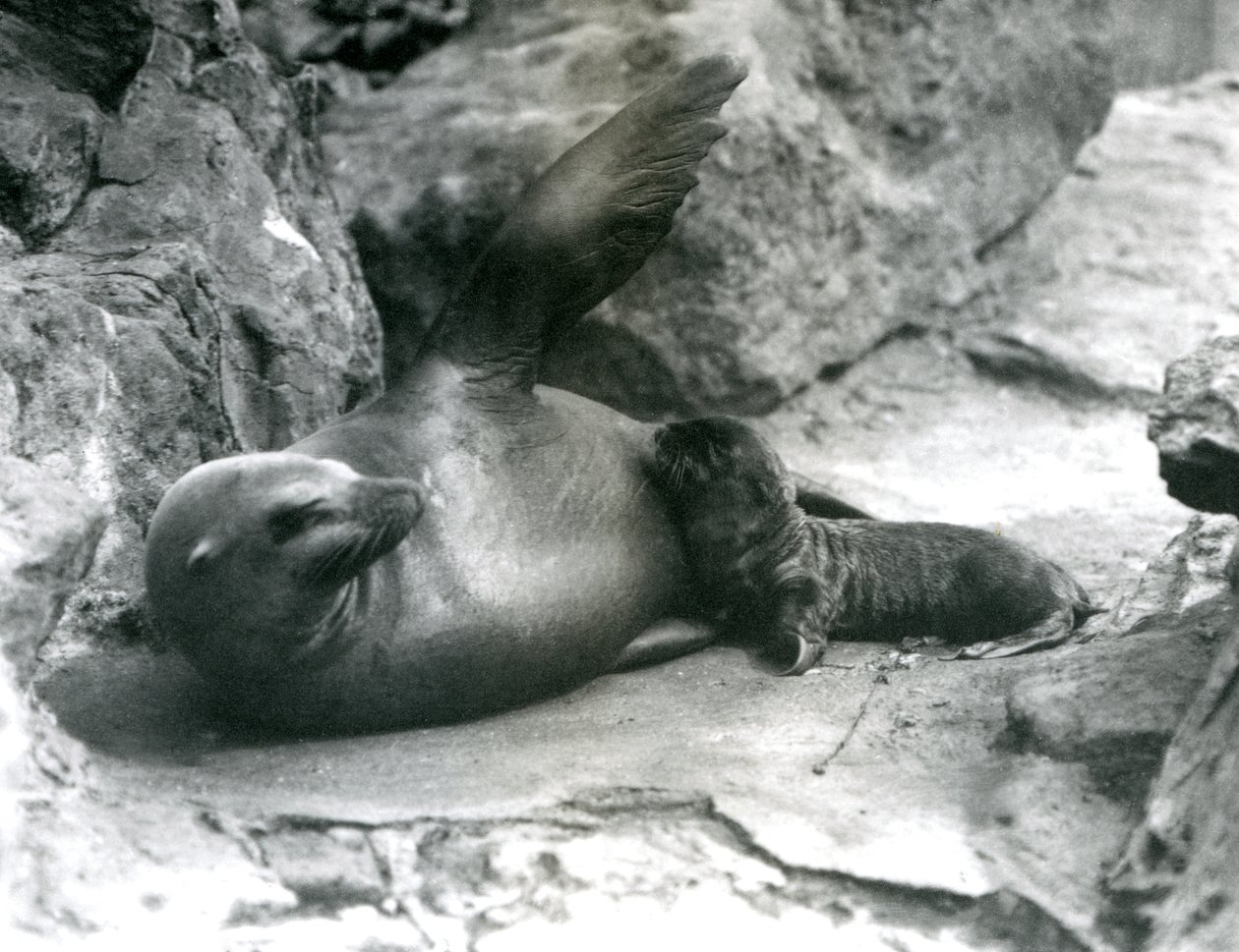 En sjøløve i California ligger på en steinete terrasse mens hun mater valpen sin, London Zoo, juli 1925 av Frederick William Bond