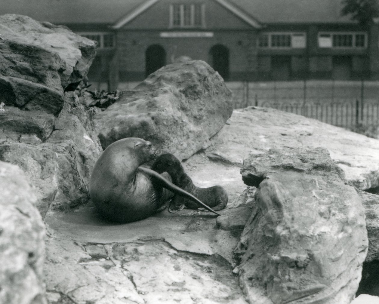 En kvinnelig sjøløve i California som ligger på en steinete terrasse mens hun mater valpen hennes, London Zoo, juli 1925 av Frederick William Bond