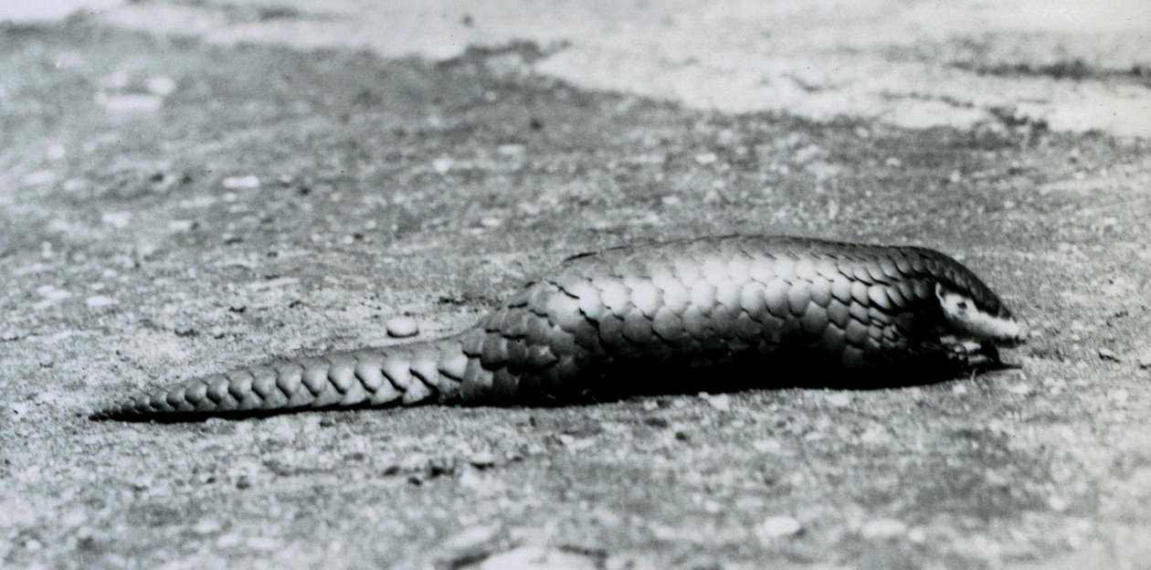 En kvinnelig kinesisk Pangolin i London Zoo i august 1925 av Frederick William Bond