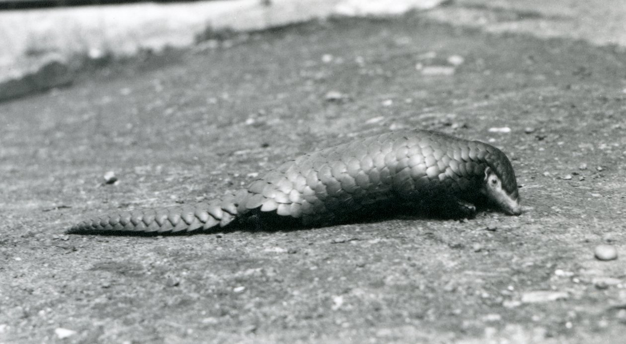 En kvinnelig kinesisk Pangolin i London Zoo i august 1925 av Frederick William Bond