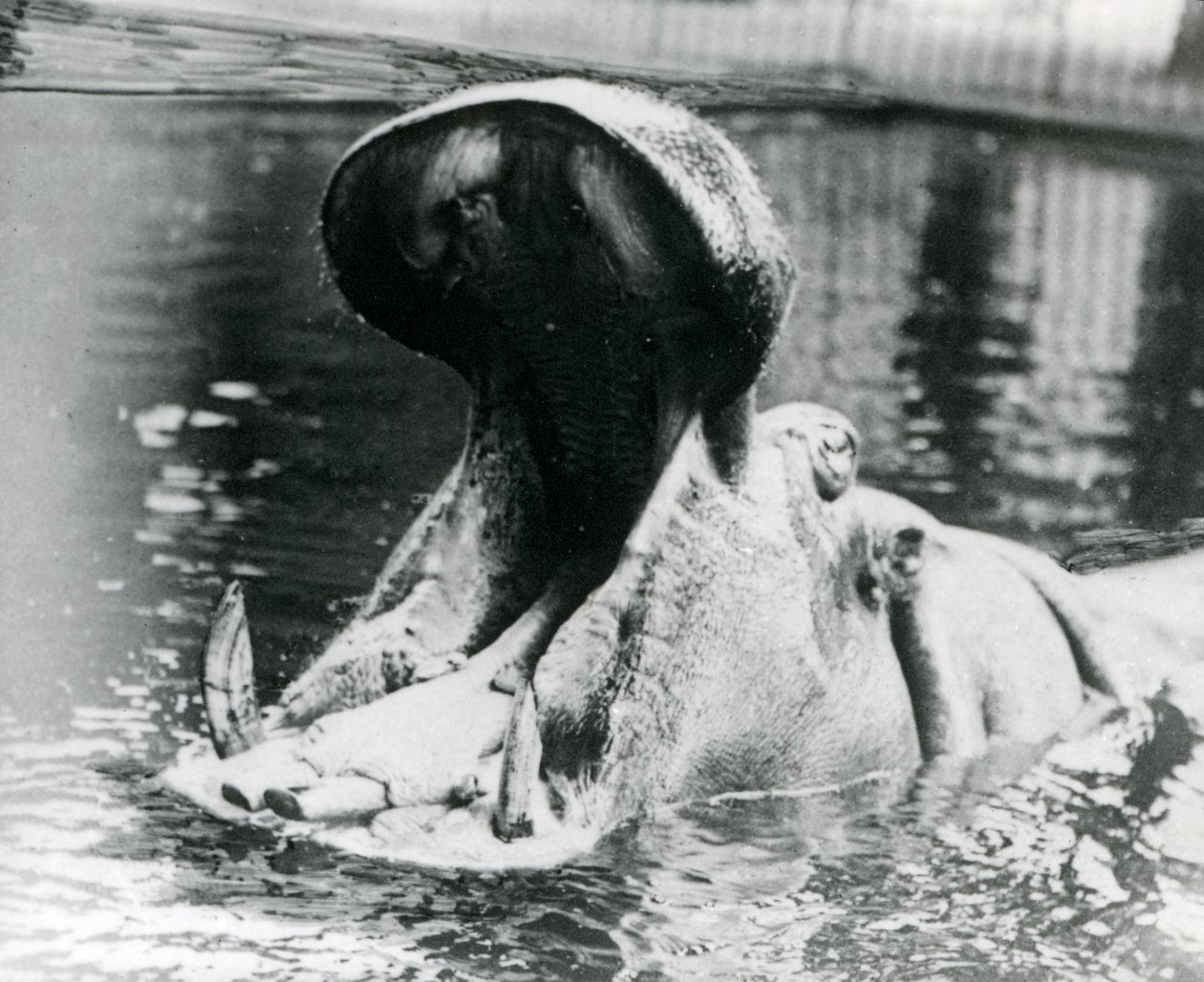 En kvinnelig flodhest, 'Guy Fawkes' gapende i et basseng i London Zoo rundt 1900. 'Guy Fawkes' ble født til moren 'Adhela' 5. november 1872. av Frederick William Bond