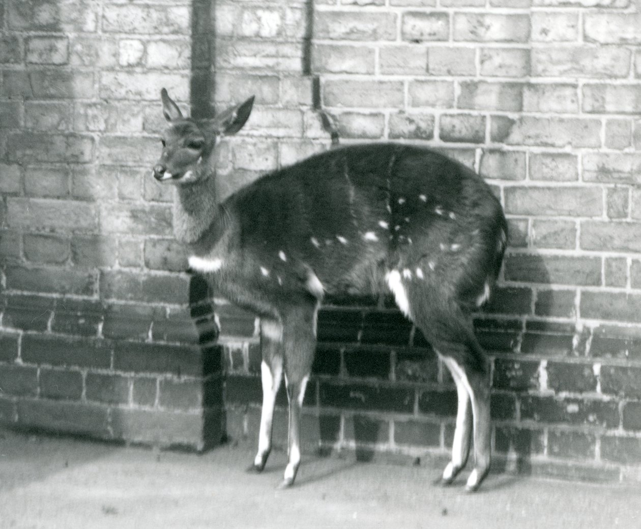 En kvinnelig ImbabalaCape Bushbuck stående mot en vegg i London Zoo, 6. oktober 1927 av Frederick William Bond