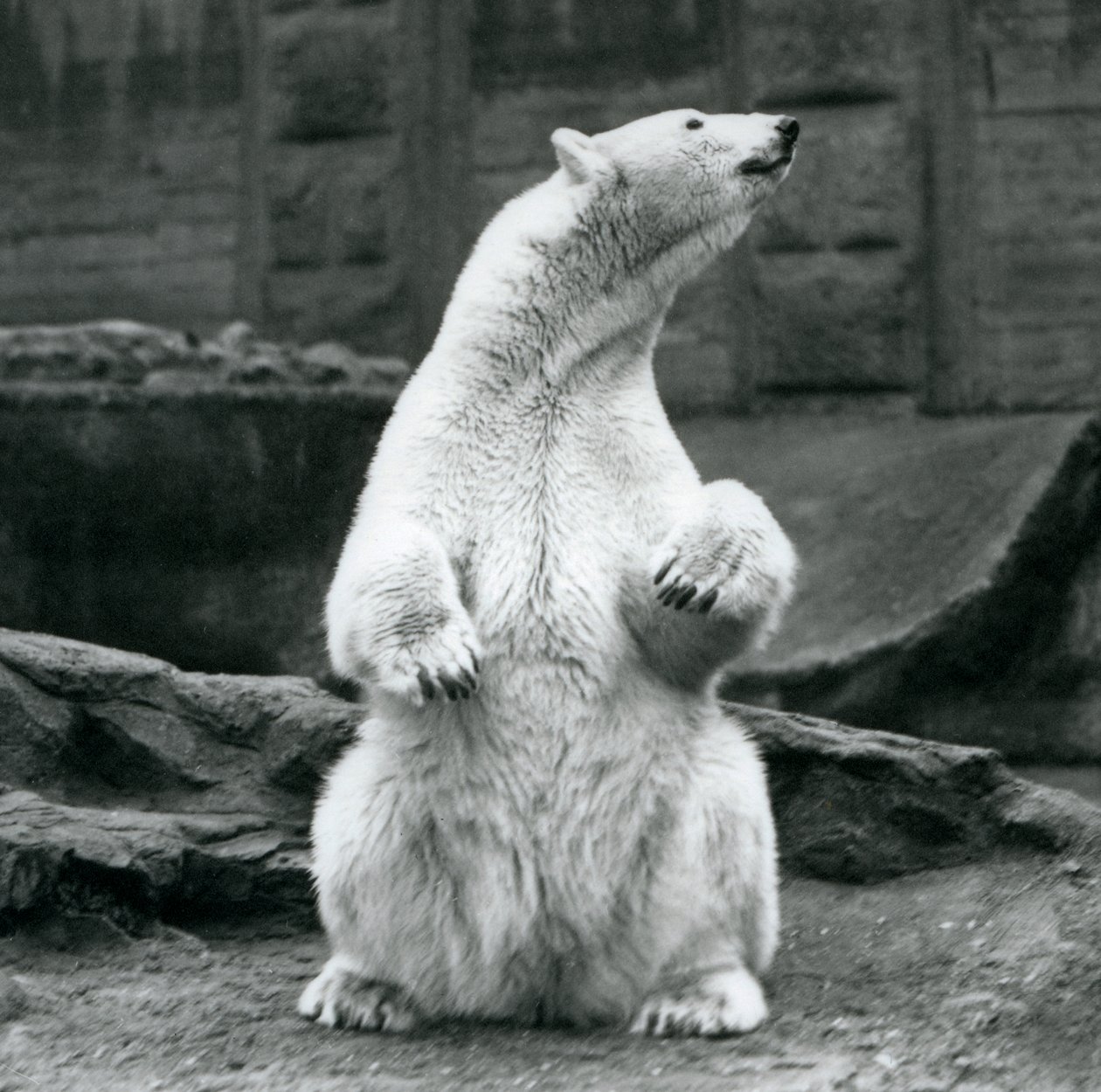 En kvinnelig isbjørn sitter på huk på Mappin-terrassene i London Zoo i september 1928 av Frederick William Bond