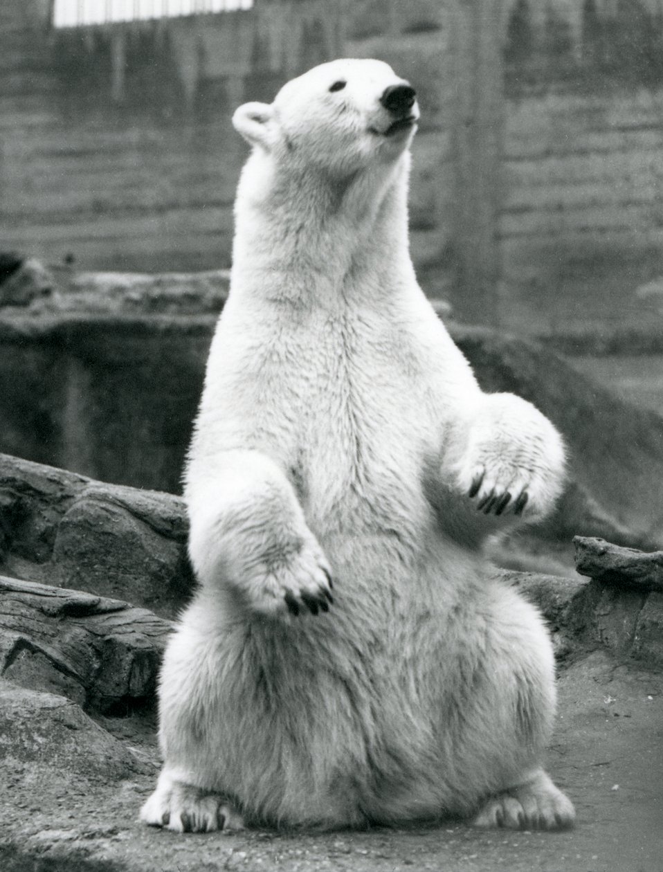 En kvinnelig isbjørn sitter på huk på Mappin-terrassene i London Zoo i september 1928 av Frederick William Bond