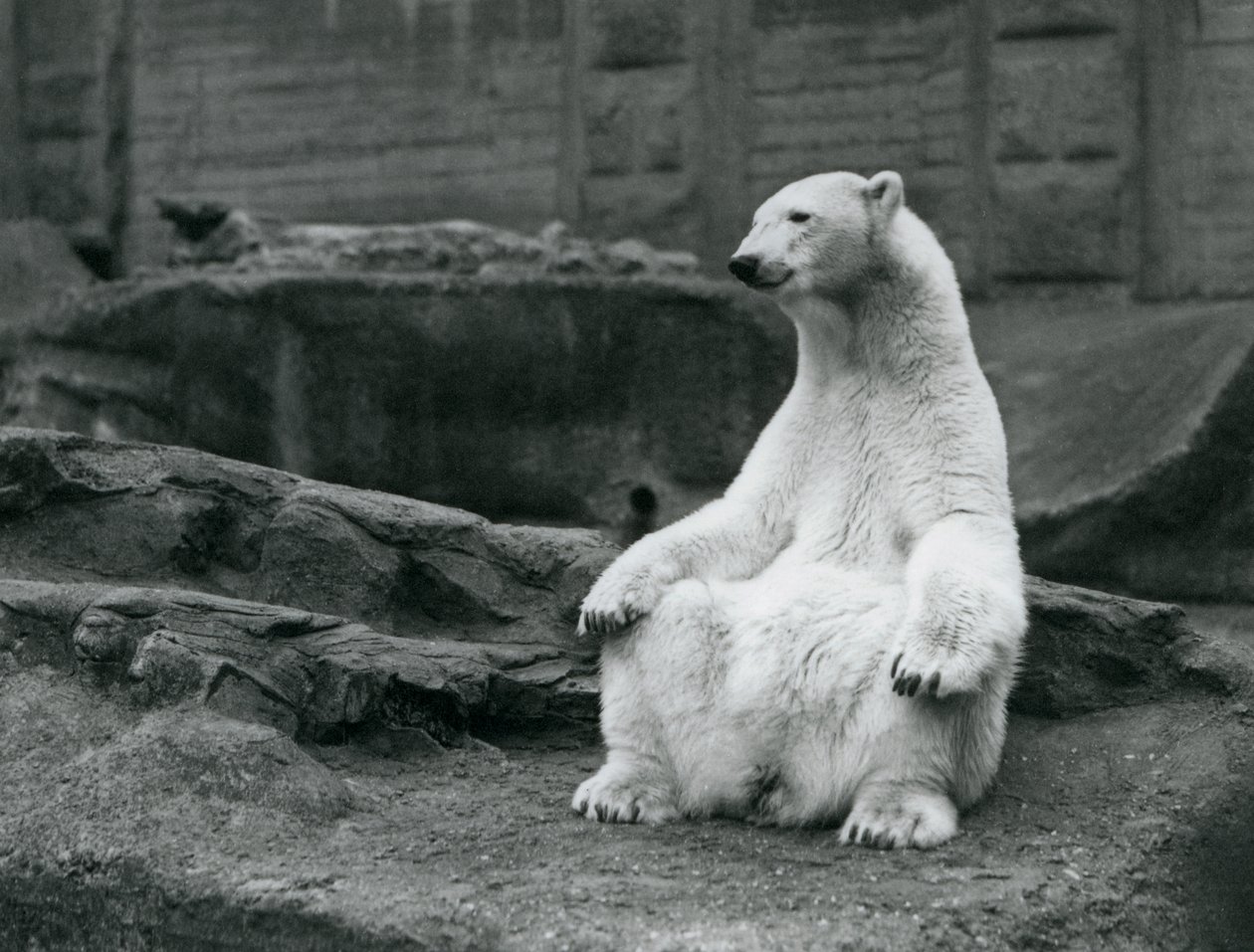 En kvinnelig isbjørn sitter på huk på Mappin-terrassene i London Zoo i september 1928 av Frederick William Bond