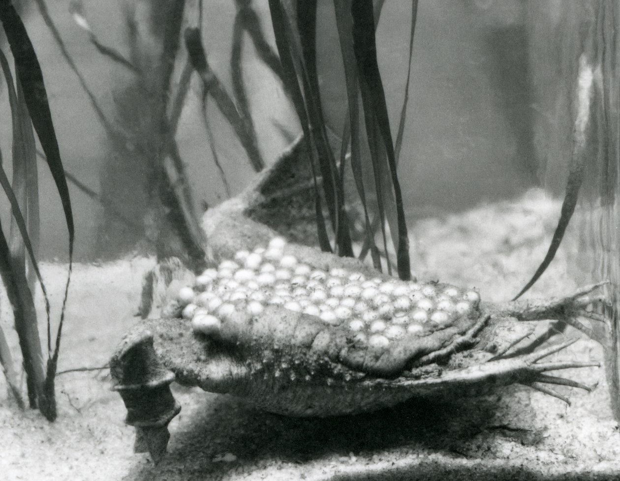 En kvinnelig surinampadde med eggene hennes innebygd i huden på ryggen, London Zoo av Frederick William Bond