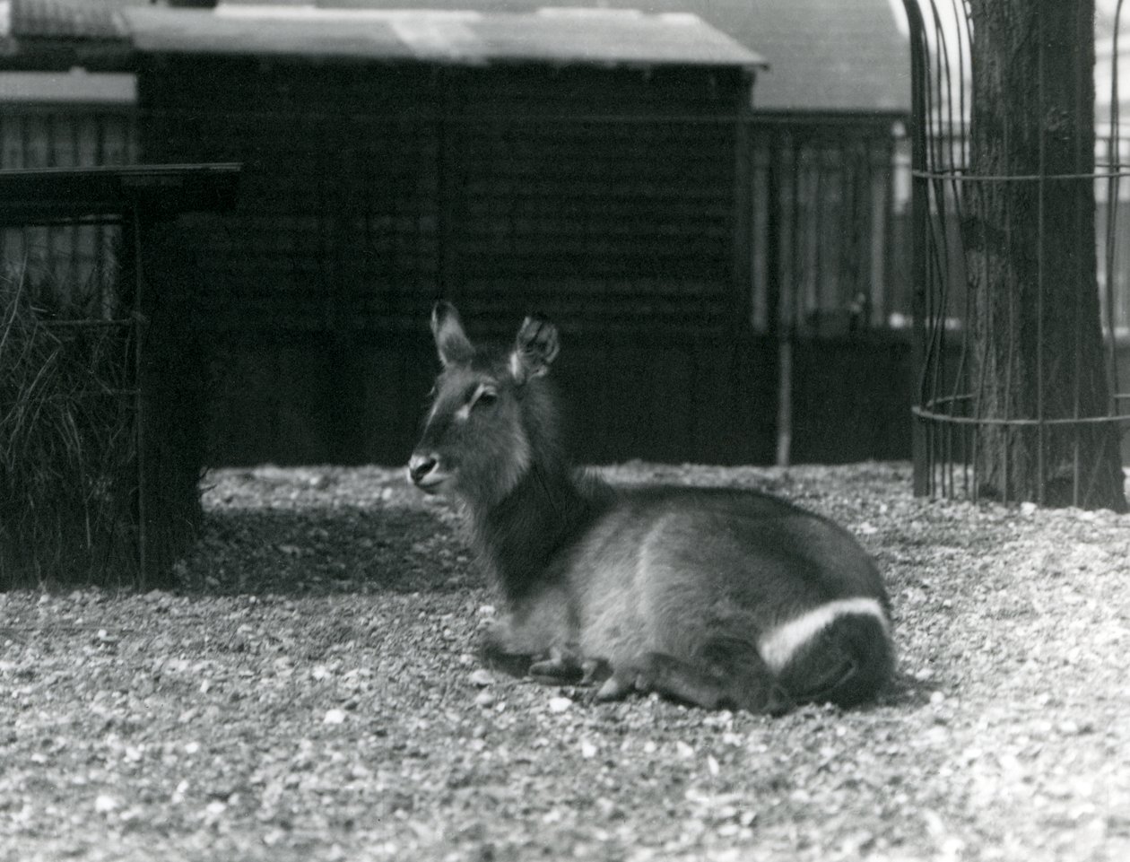 En kvinnelig vannbukk, Kobus ellipsiprymnus, sitter i innhegningen hennes i London Zoo, juni 1924 av Frederick William Bond