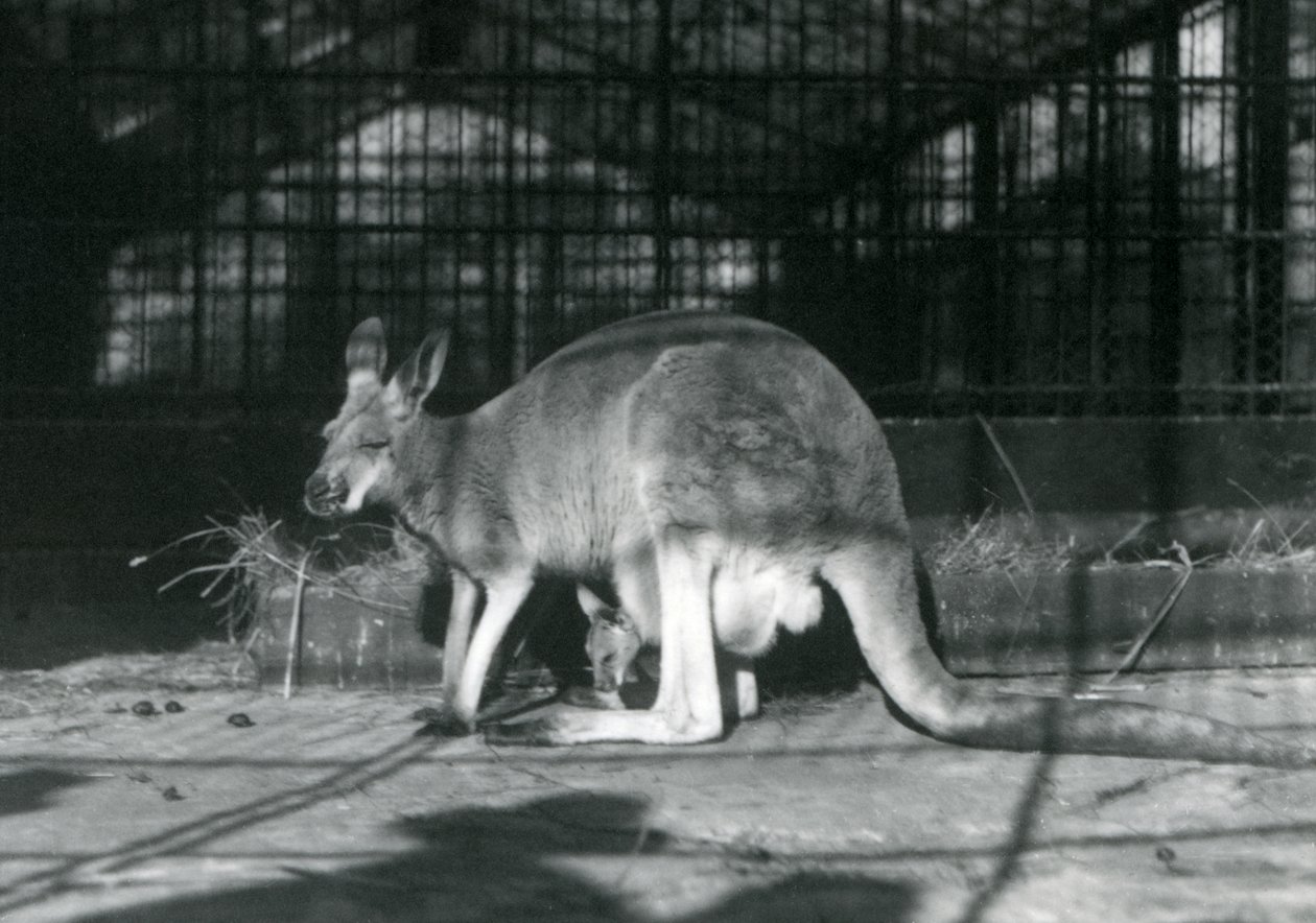 En kvinnelig doe flyer jill rød kenguru med unger eller joey i posen hennes, London Zoo, 1922 av Frederick William Bond