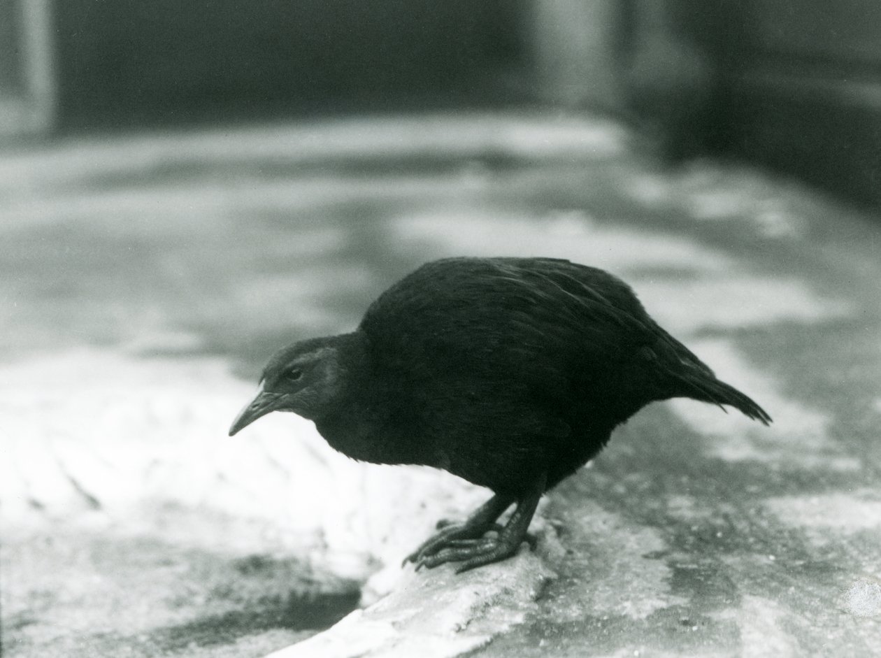 En flyløs WekaMaori-høne Woodhen i London Zoo i 1927 av Frederick William Bond