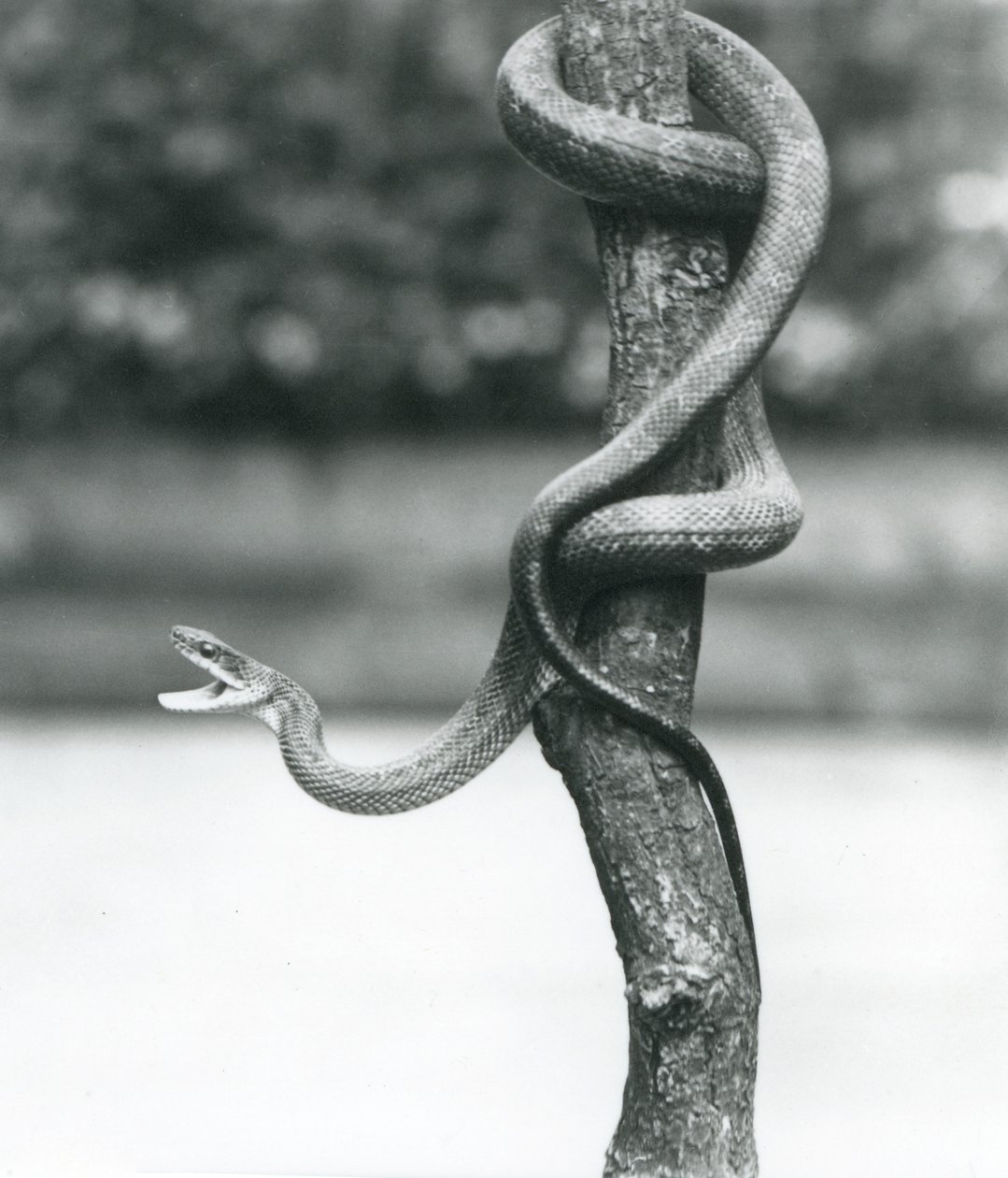 En gapende Texas Rat Snake kveilet seg rundt en vertikal gren ved London Zoo i august 1928 (s/hvitt-bilde) av Frederick William Bond