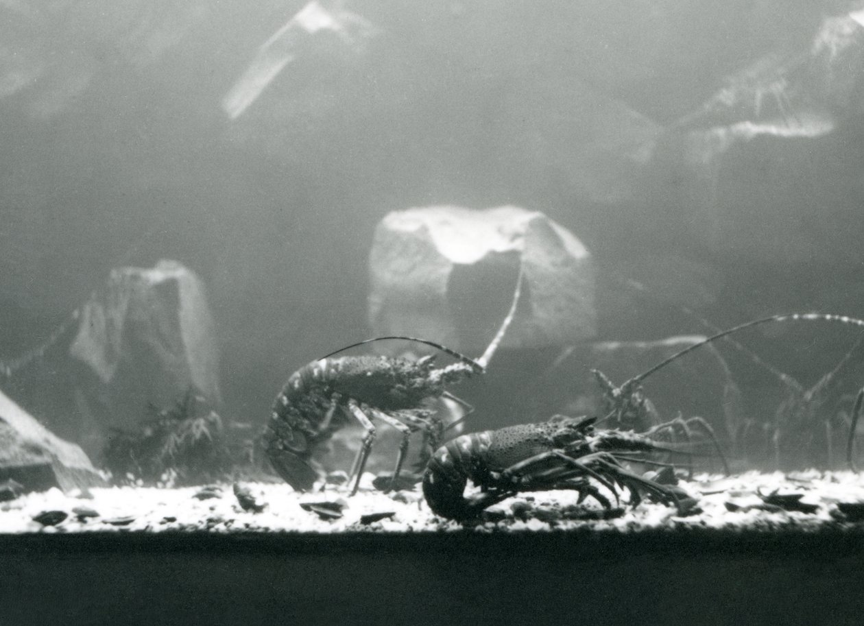 En gruppe ferskvannskreps ved London Zoo i mars 1925 av Frederick William Bond