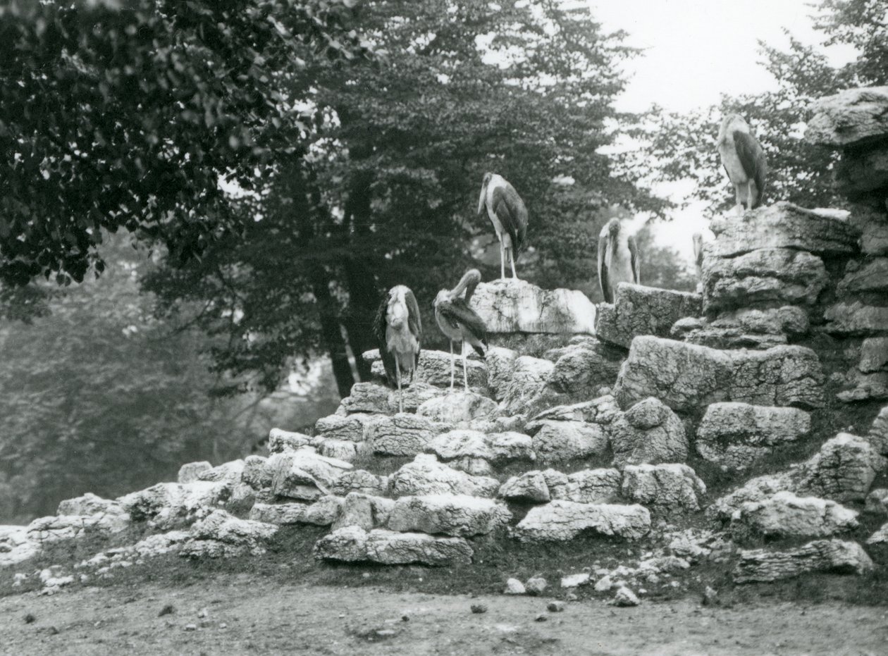 En gruppe på fem Marabou Stork stående på steiner i Antelope Paddock ved London Zoo i 1928 (s/hv-bilde) av Frederick William Bond