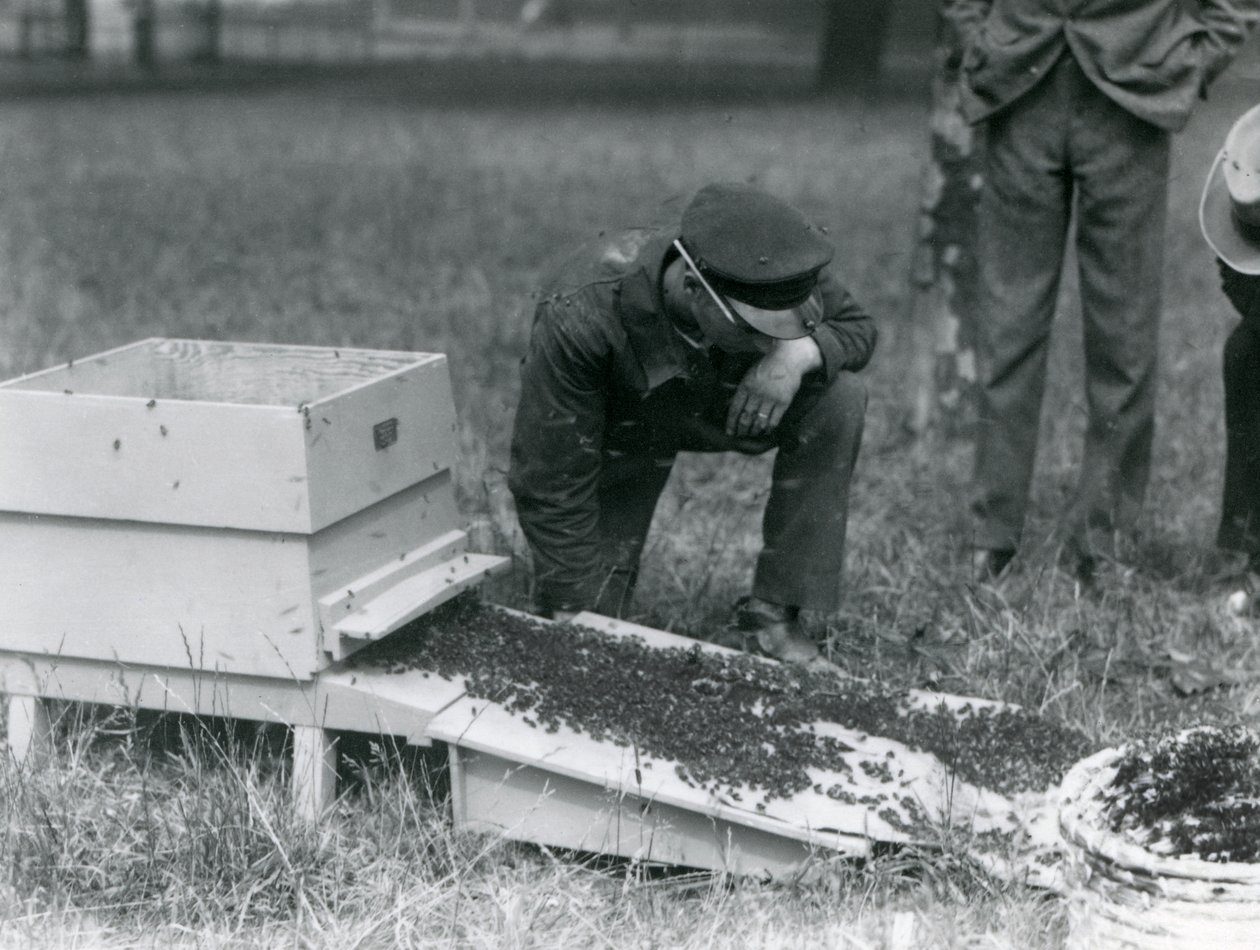 En gruppe voktere, inkludert Brown, flyttet en sverm honningbier, London Zoo, juli 1926 av Frederick William Bond