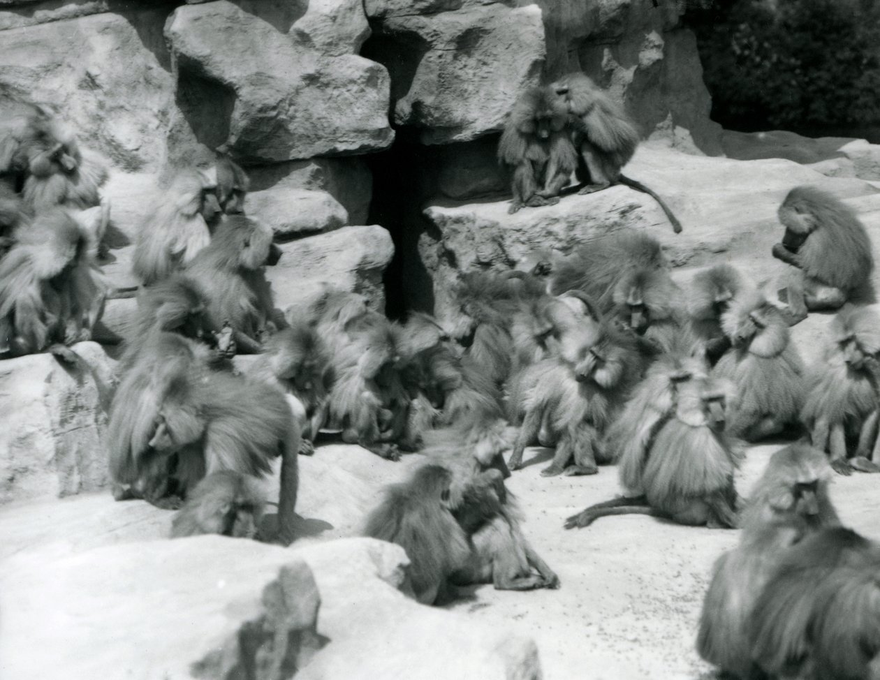 En gruppe eller tropp av hellige bavianer som sitter på steiner i innhegningen deres, London Zoo, juli 1925 av Frederick William Bond