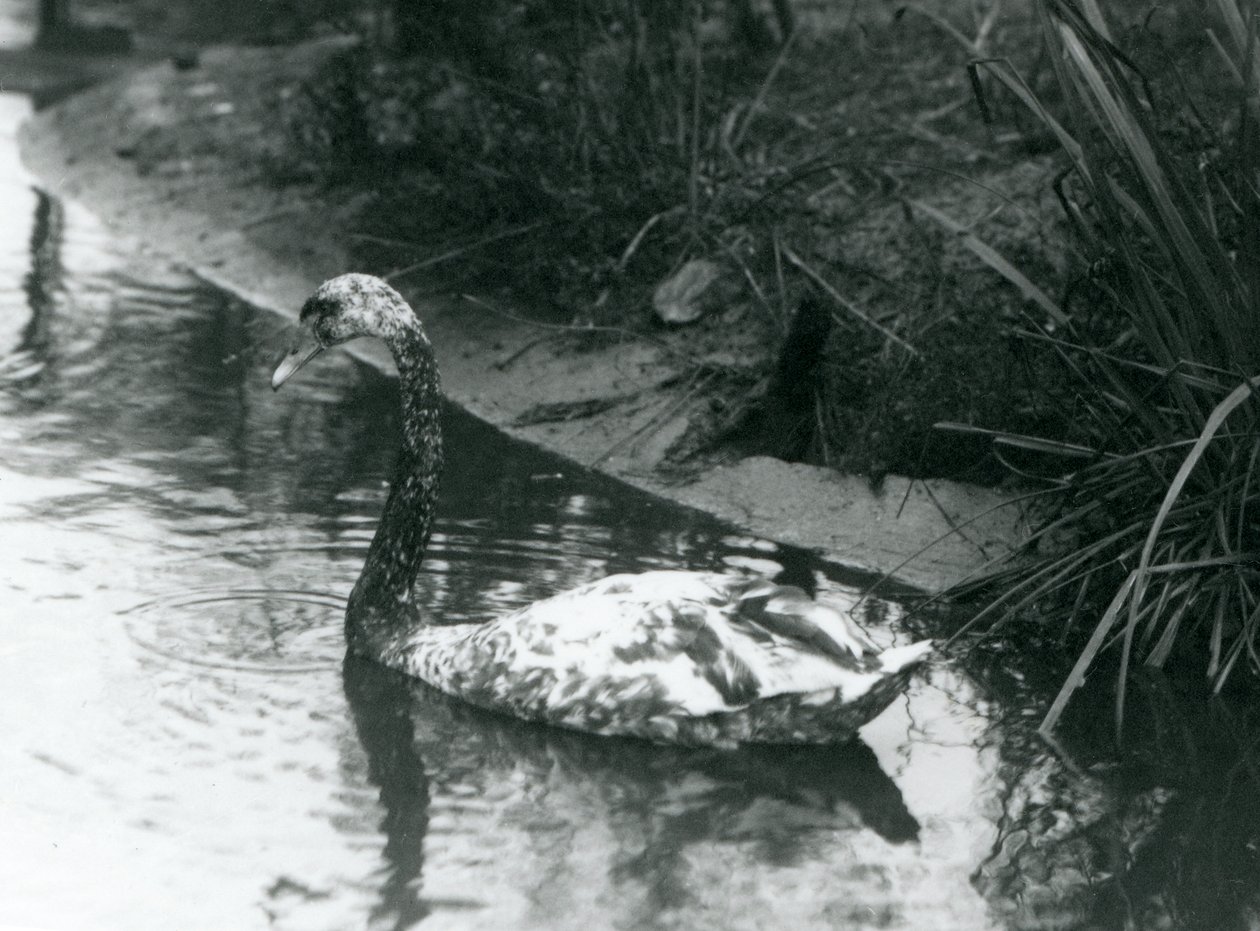 En hybridsvane, Mute x Black, svømmer i en dam ved London Zoo i 1927 av Frederick William Bond