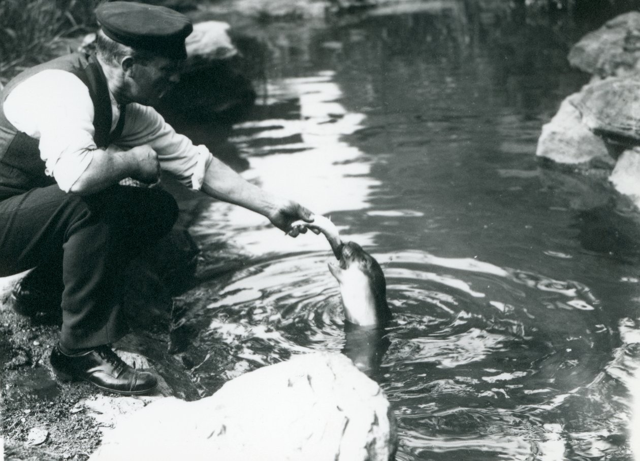 En keeper som mater fisk til en ung klappmyss i bassenget i London Zoo, juni 1914 av Frederick William Bond