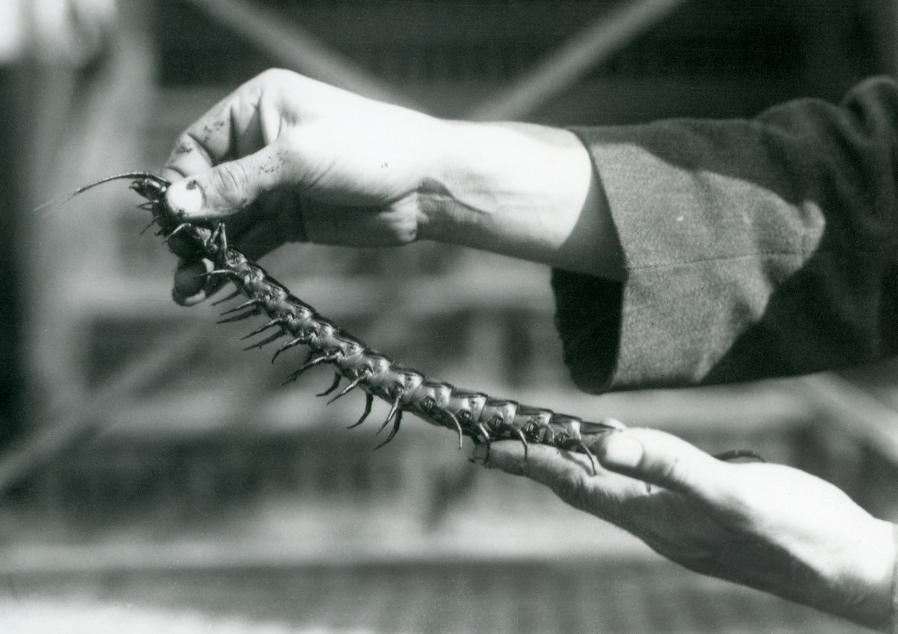 En keeper som holder en gigantisk tusenbein i hendene, London Zoo, 1927 av Frederick William Bond