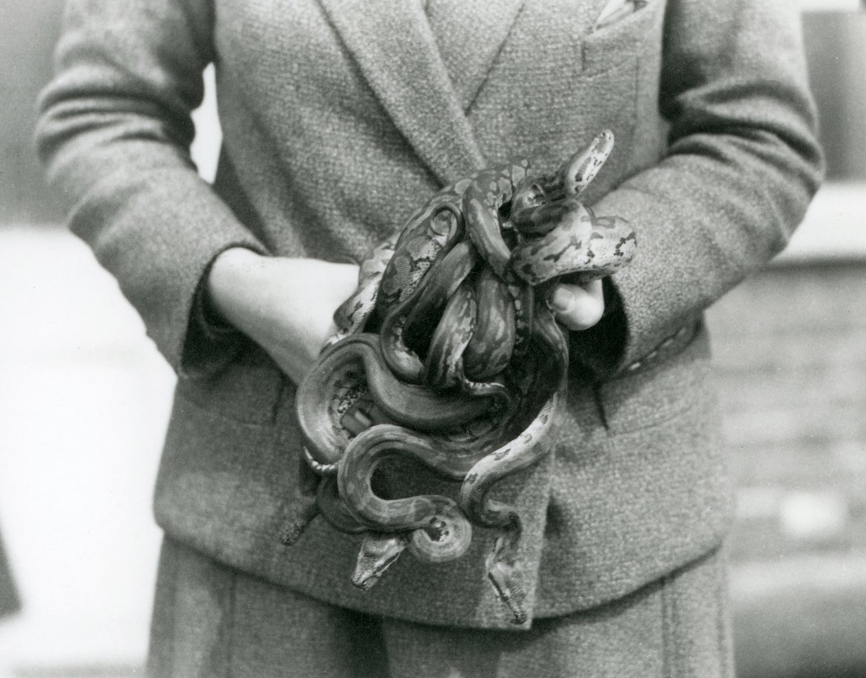 En keeper som holder en knute av ung Royal eller Ball Python i London Zoo i 1931 (s/hv-bilde) av Frederick William Bond