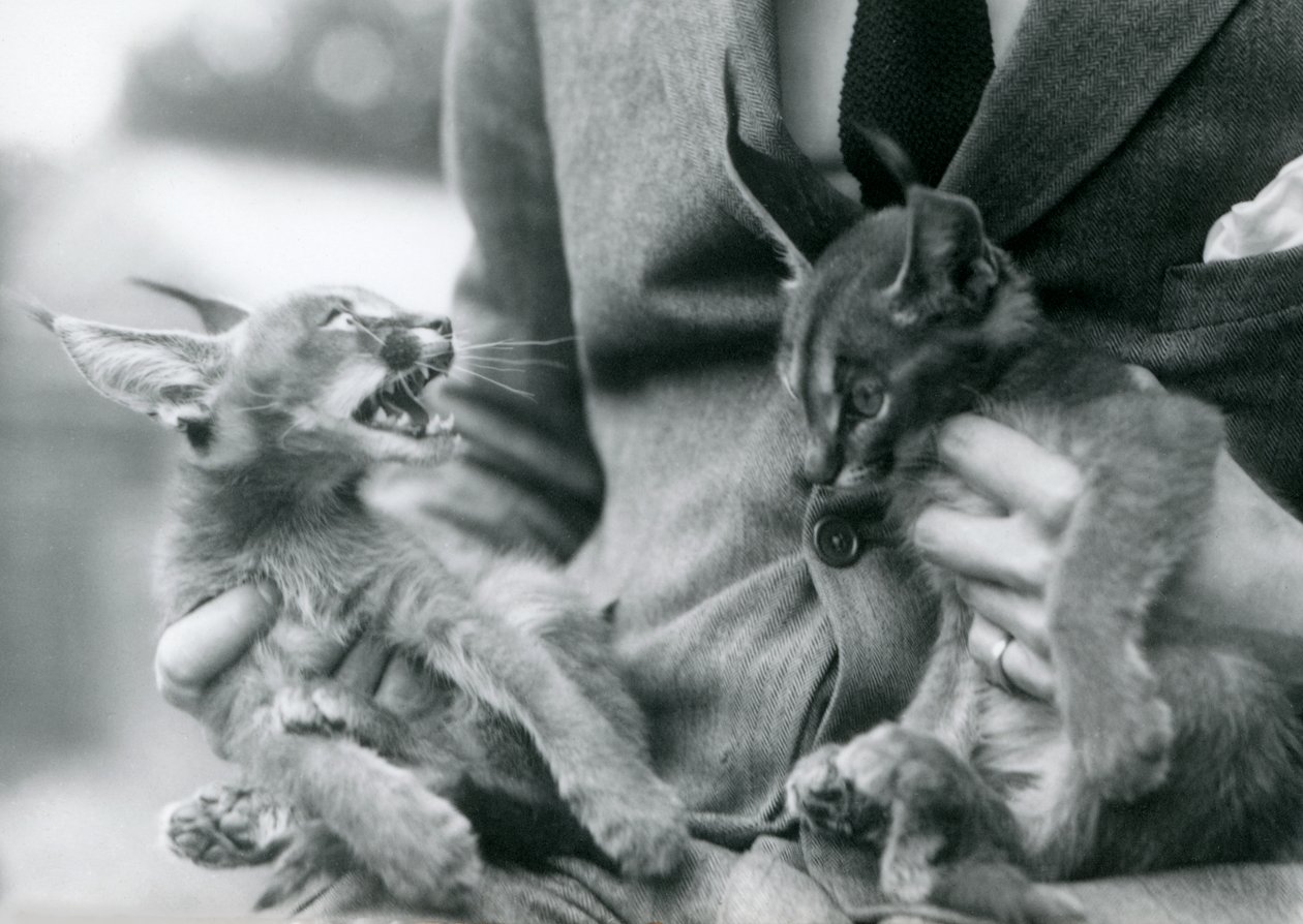 En vokter som holder et par Caracal-kattunger på fanget, London Zoo, 1924 av Frederick William Bond