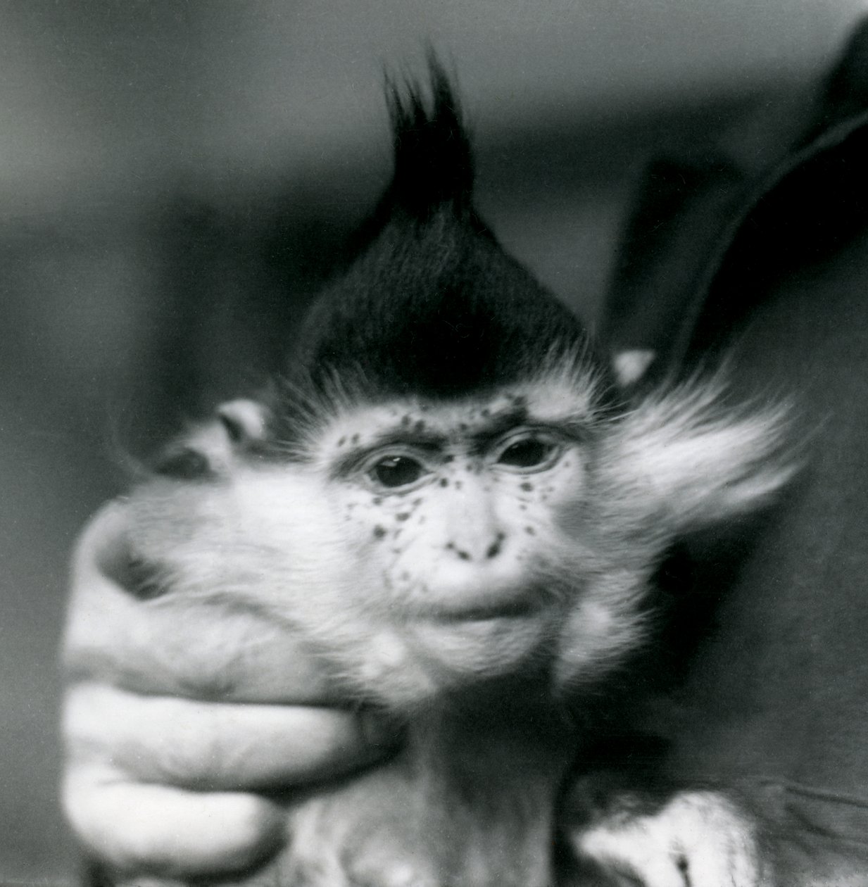 En keeper holder fregner, en Black Crested eller Congo Mangabey, London Zoo, 1924 av Frederick William Bond