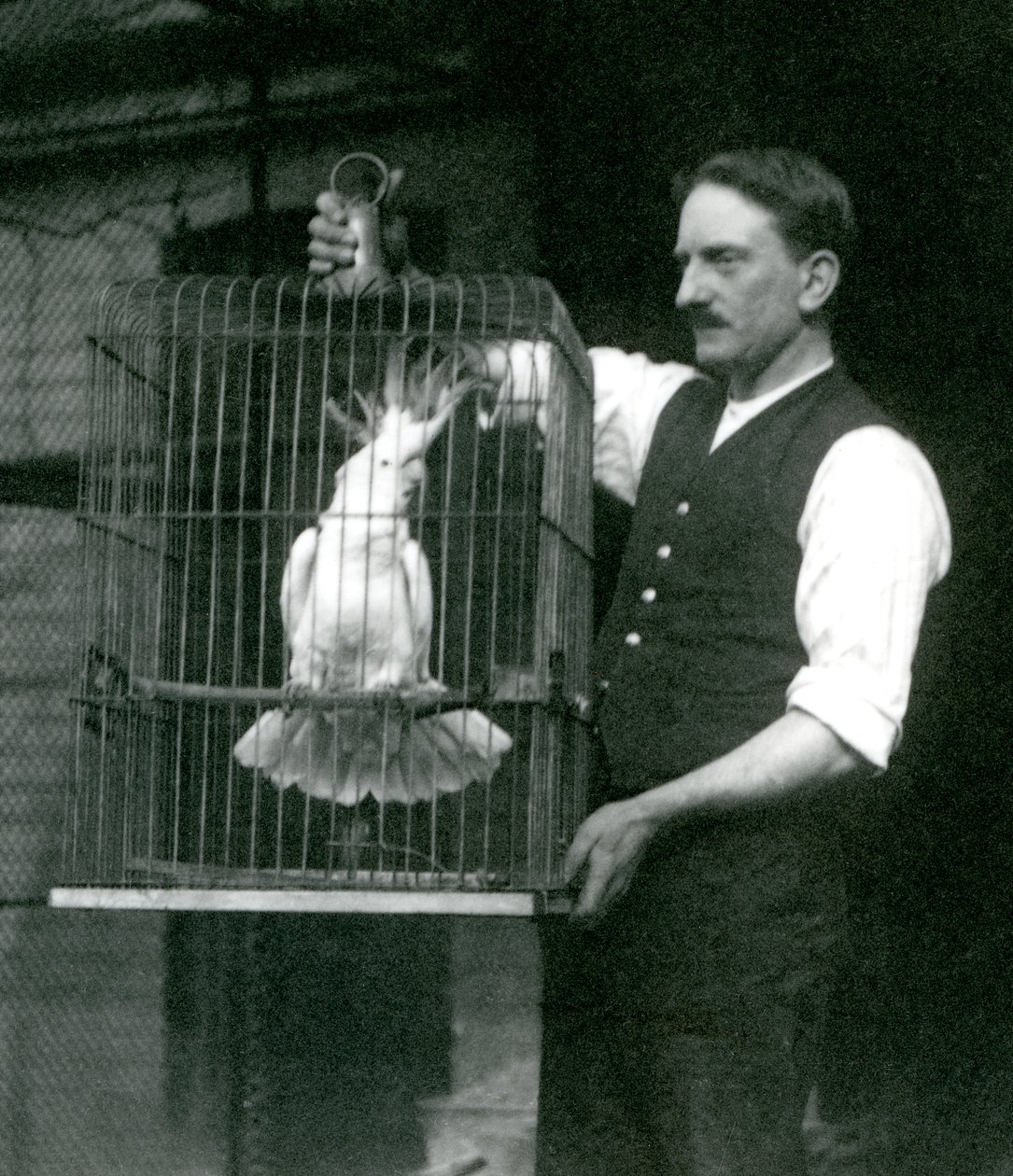 En keeper holder en Sulphur Crested Cockatoo, Jade, i buret sitt i London Zoo i oktober 1924 av Frederick William Bond