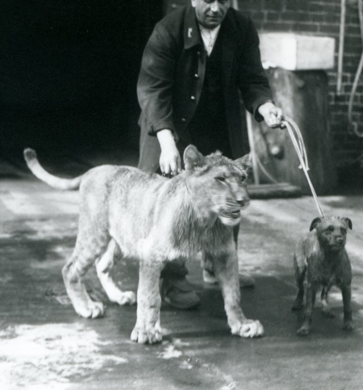 En vokter som tar en hund og en ung løve på tur, London Zoo, august 1925 (s/hvitt-bilde) av Frederick William Bond